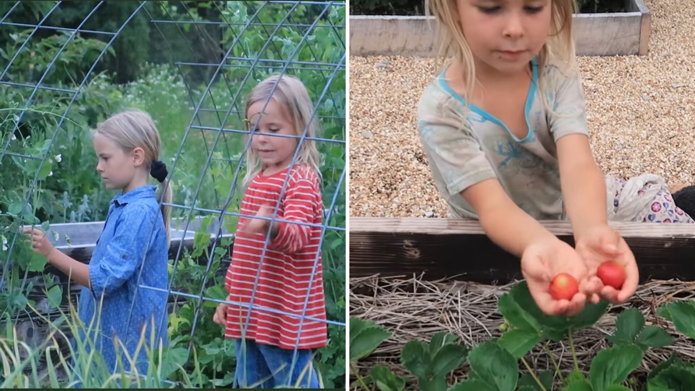 Two children in a garden, one picking peas and the other holding freshly harvested strawberries.