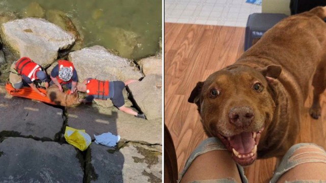 A rescue team in life jackets assists a dog stuck between rocks near the water.