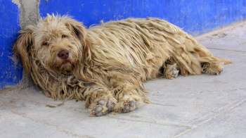 A scruffy, light-colored dog lies against a blue wall.