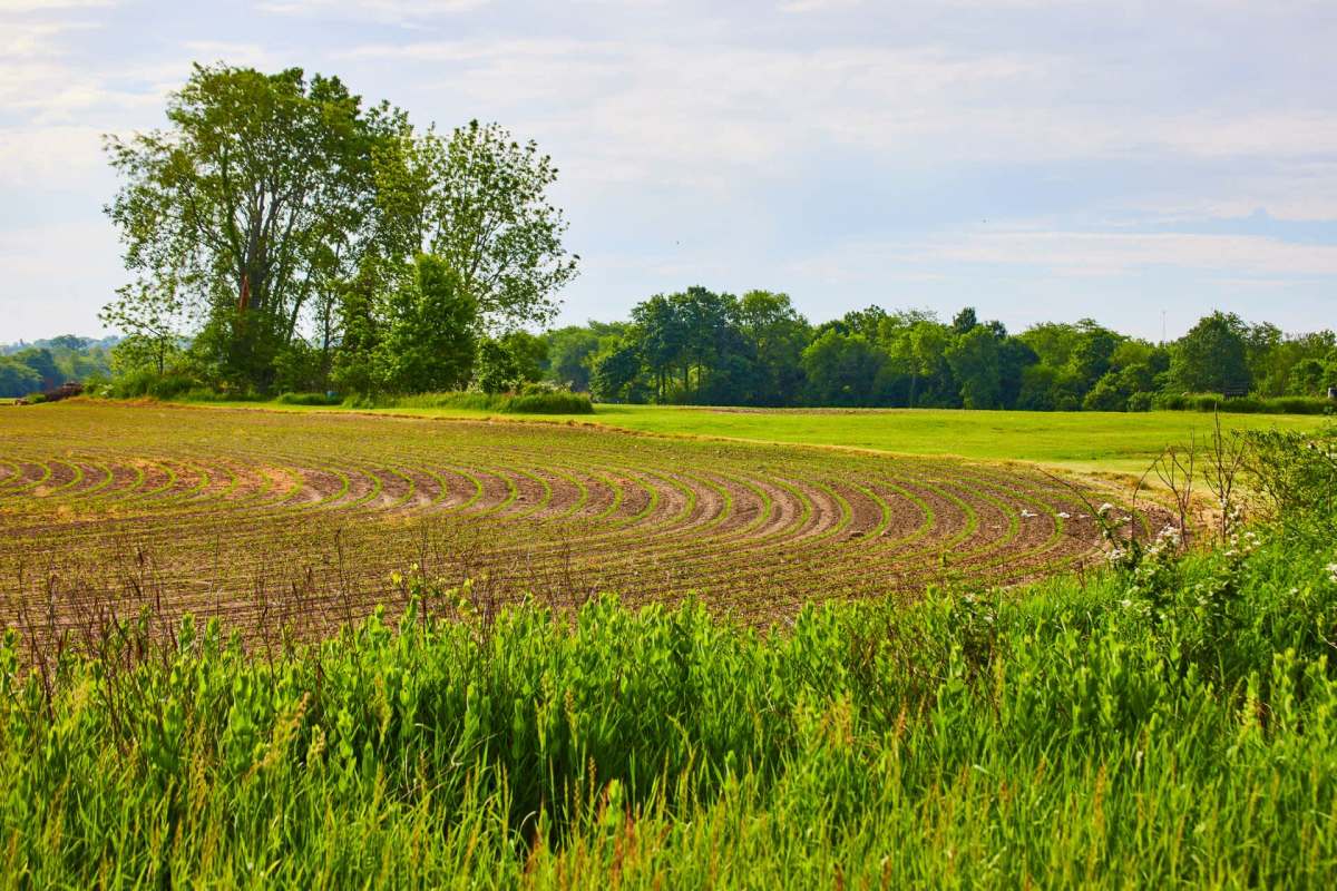 An agricultural field with curved rows of crops.