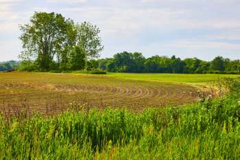 An agricultural field with curved rows of crops.
