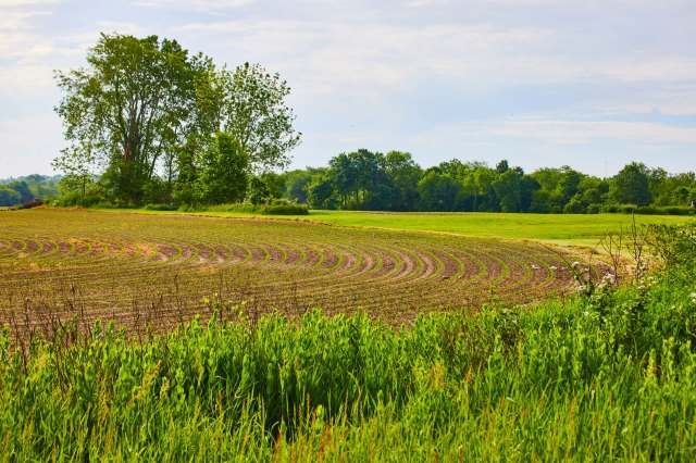 An agricultural field with curved rows of crops.