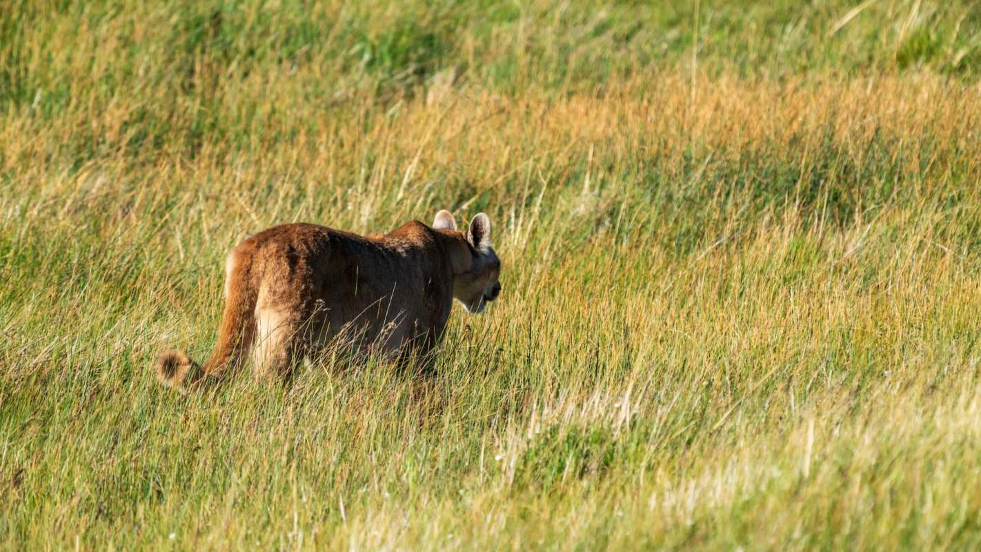 A mountain lion walking through tall grass.