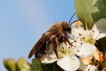 An Andrena bee with oil beetle larvae