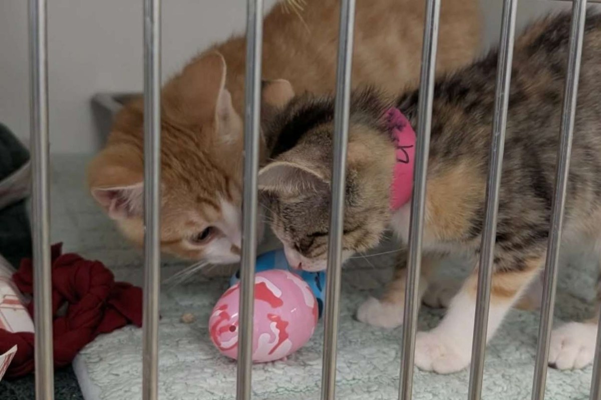 Two kittens, one orange and one grey tabby, explore a colorful toy behind bars in a shelter cage.