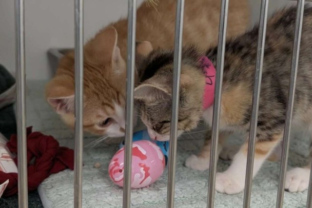 Two kittens, one orange and one grey tabby, explore a colorful toy behind bars in a shelter cage.
