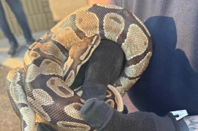 A python wrapped around a gloved hand.