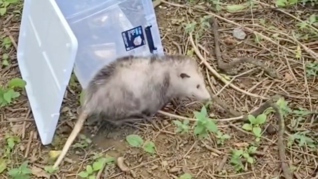 An opossum exploring the ground near a clear plastic container in a natural setting.