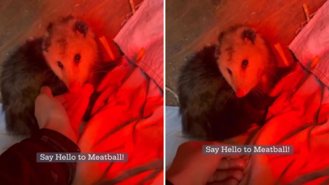 Meatball, the opossum.