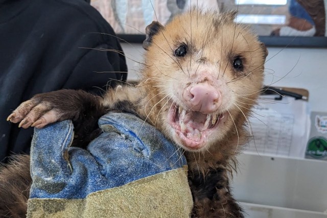 A rescue worker holding an opossum.