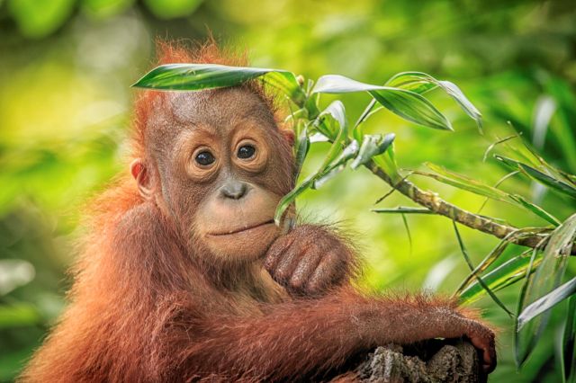A young orangutan.
