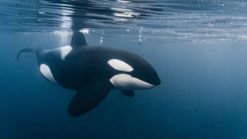 An orca swims gracefully underwater, showcasing its distinctive black and white coloration.