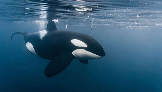 An orca swims gracefully underwater, showcasing its distinctive black and white coloration.