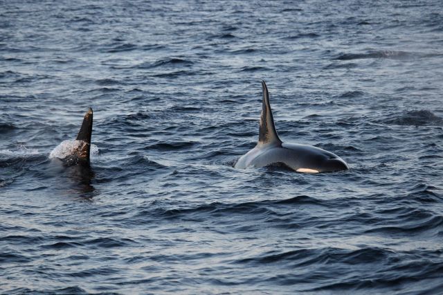 An orca whale.