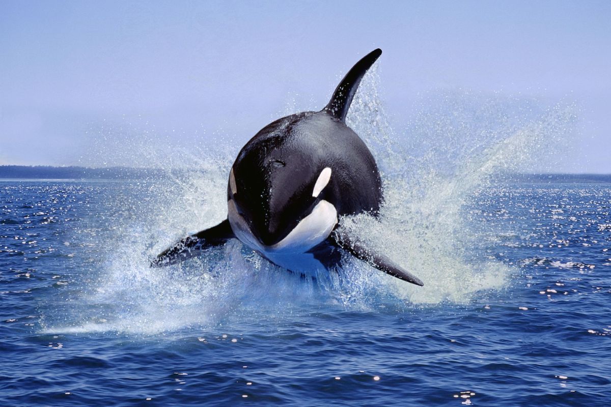 An orca whale.