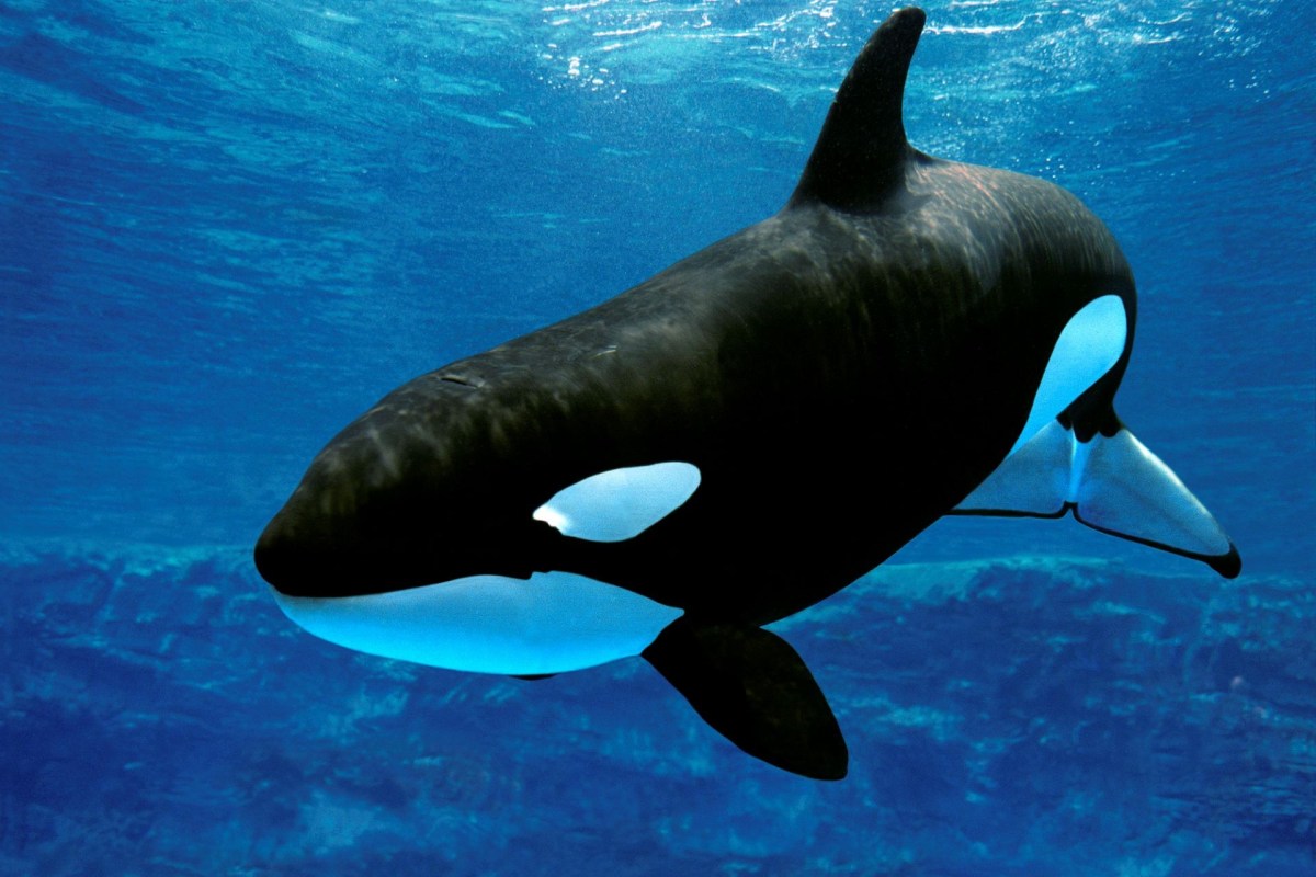 An orca.