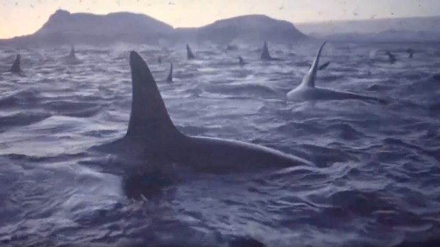 A large group of orcas surfacing in the ocean.