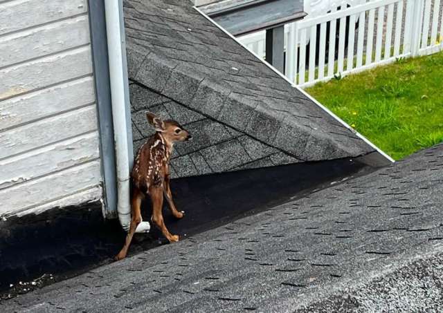 A fawn stands on a roof near a drainpipe.