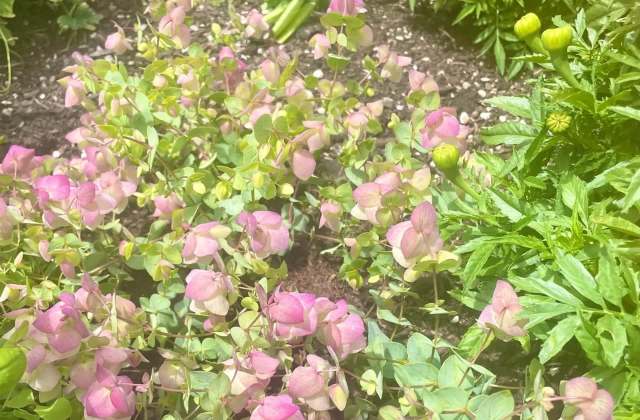 A cluster of pink flowers surrounded by lush green foliage in a garden setting.