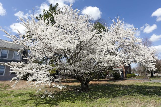 A cherry blossom tree in full bloom stands beside a house under a clear blue sky with a few clouds.