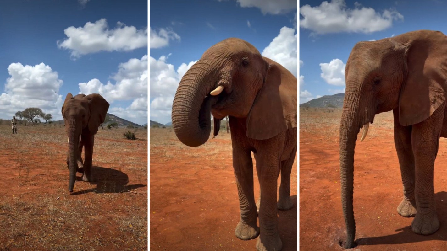 An elephant in a dry landscape.