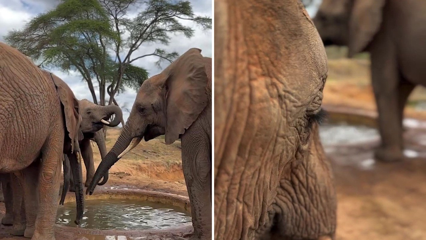 Elephants gathered around a waterhole.