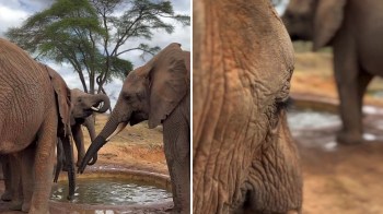 Elephants gathered around a waterhole.