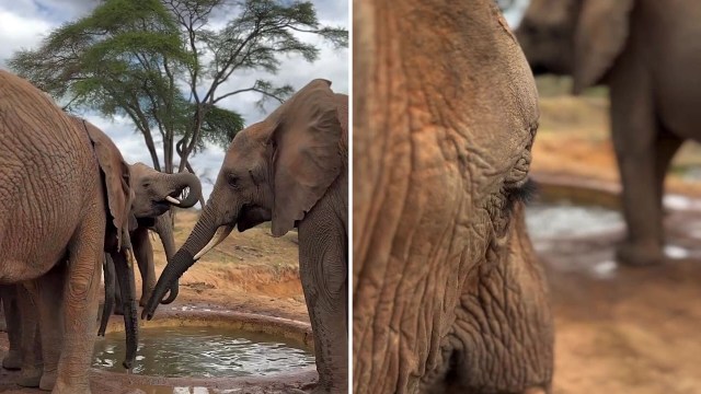 Elephants gathered around a waterhole.