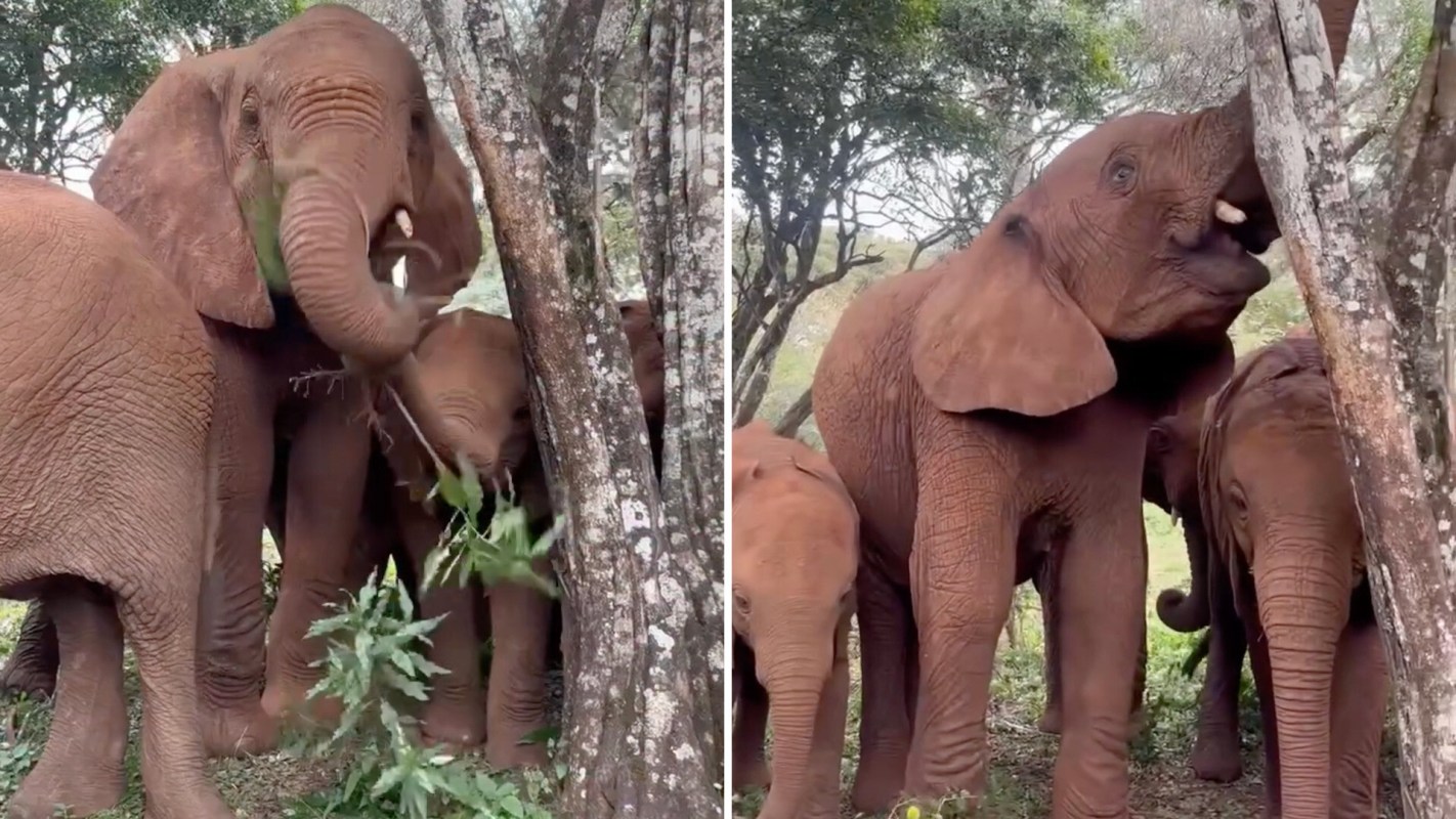 A group of elephants foraging near trees, with one pulling leaves and another nearby.