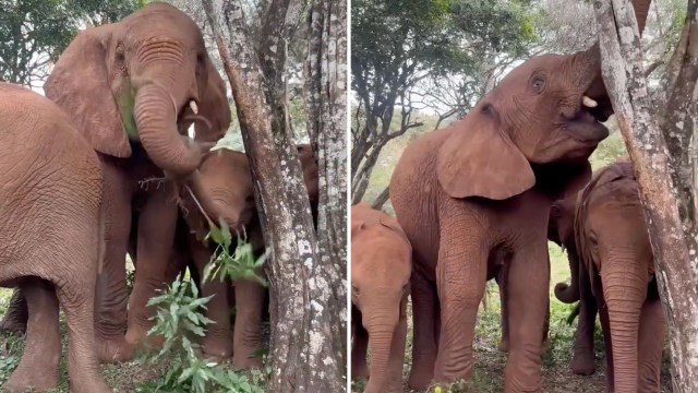 A group of elephants foraging near trees, with one pulling leaves and another nearby.