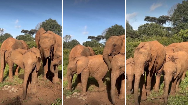 Elephants throwing dirt and nudging one another.