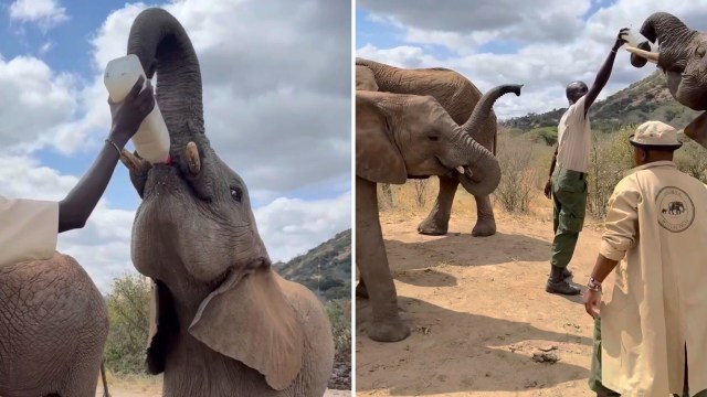 A caregiver feeding a young elephant with a bottle.