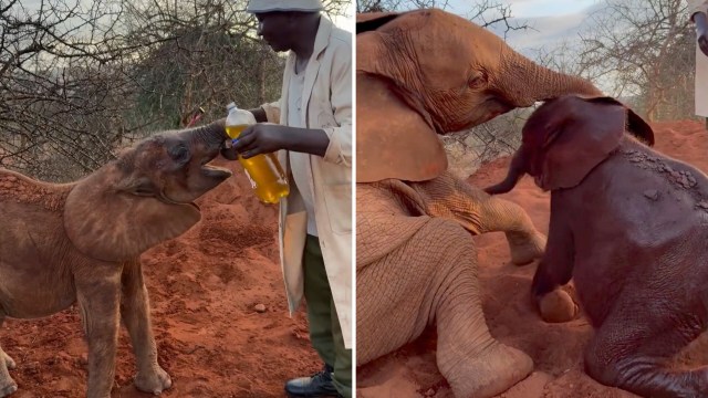 A caretaker feeds a baby elephant, while other elephants play in the dirt.