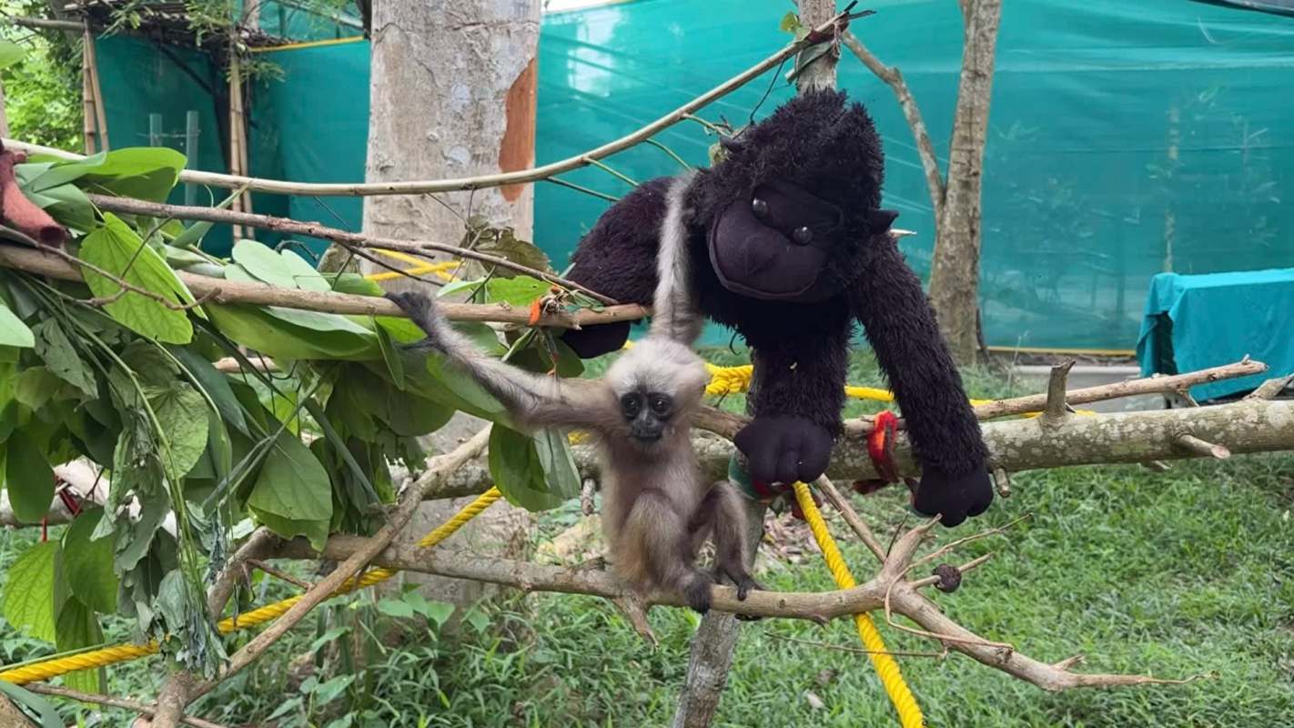 A baby gibbon with a plush ape.