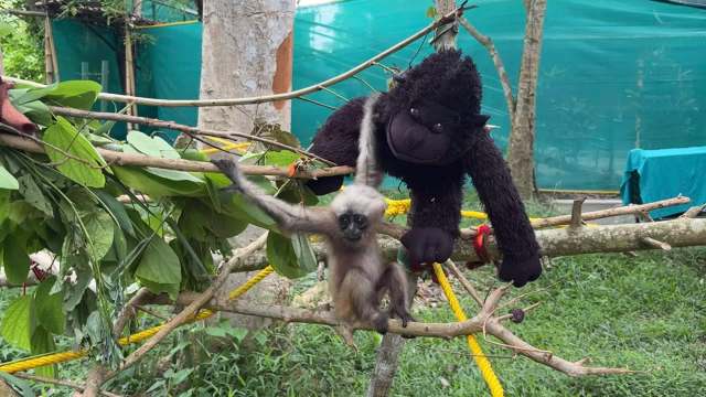 A baby gibbon with a plush ape.