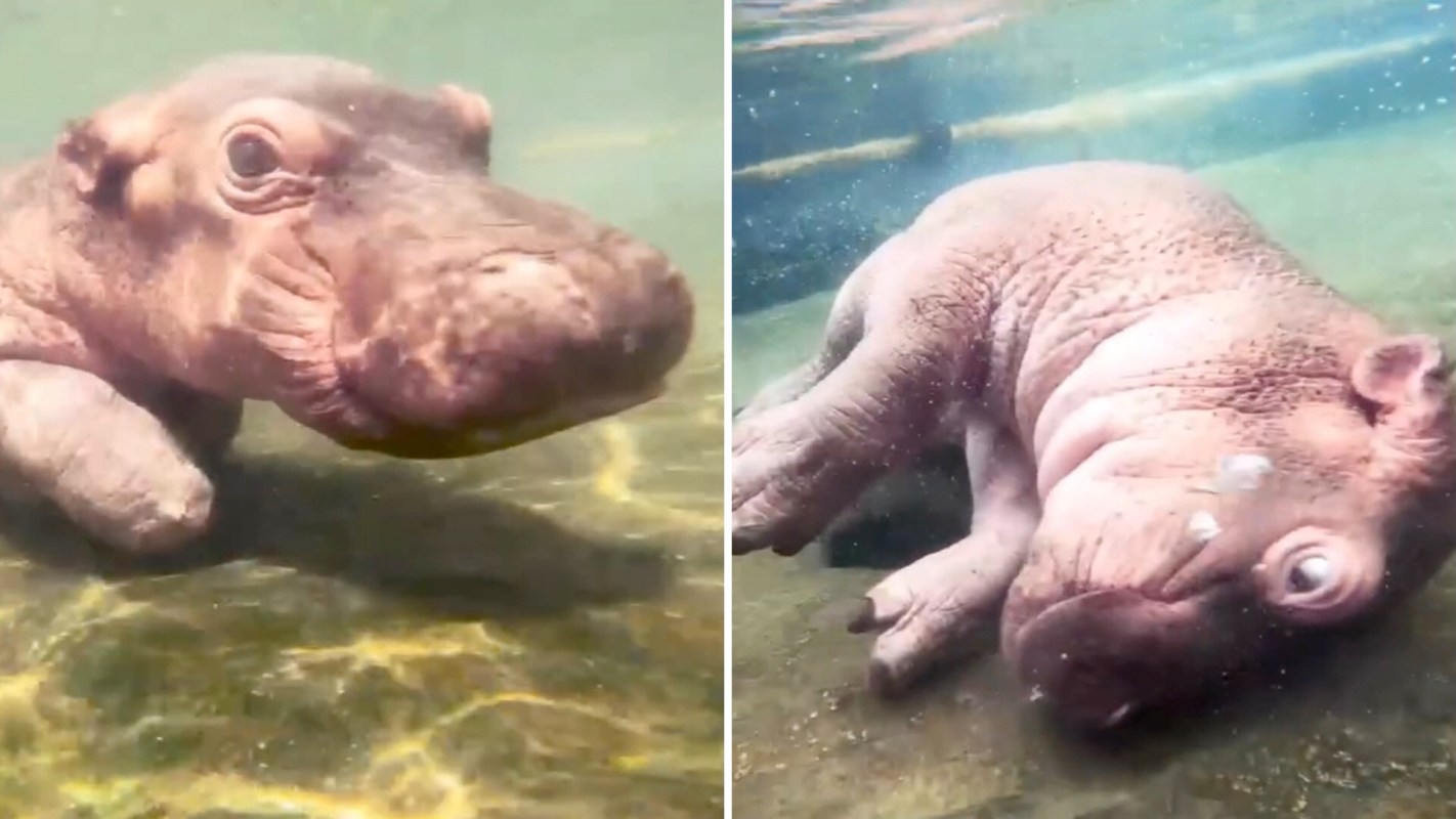 A baby hippo playing underwater.