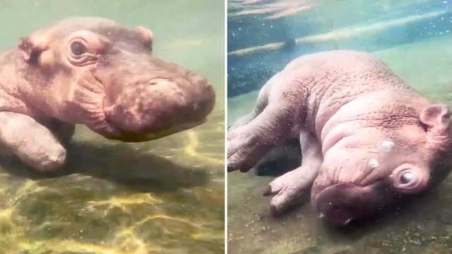 A baby hippo playing underwater.