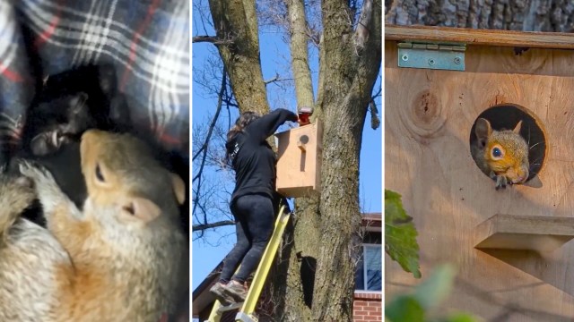 A collage showing a sleeping squirrel, a person installing a squirrel house, and a squirrel peering out of its new home.