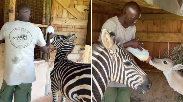 Peter bottle-feeding an eland with a zebra looking on.