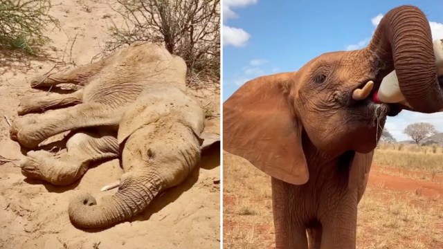 A young elephant lying on the ground next to another elephant drinking from a bottle in a sunny outdoor setting.