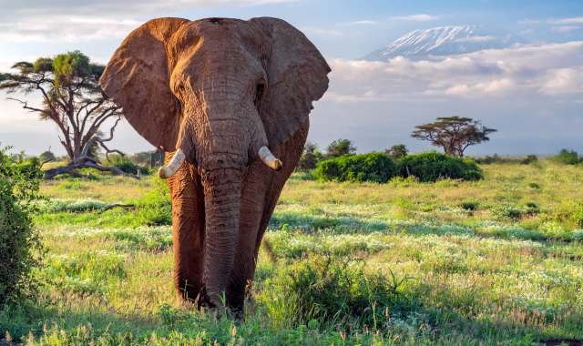 An elephant in the savanna.
