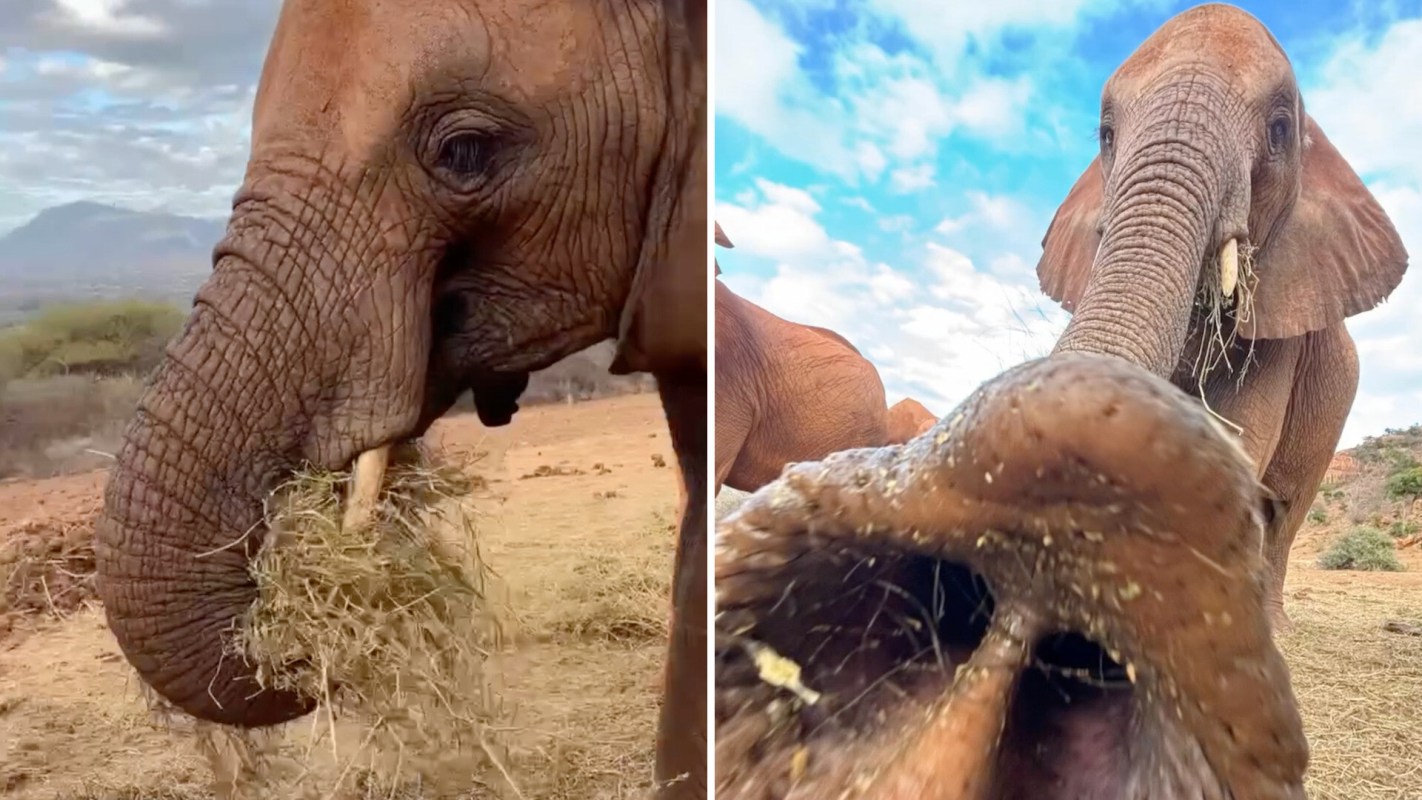 An elephant.
