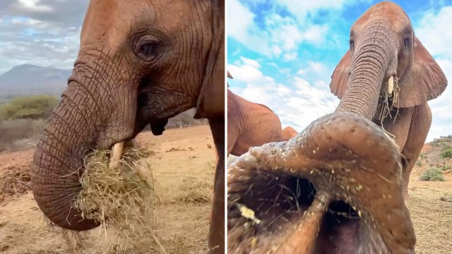 An elephant.