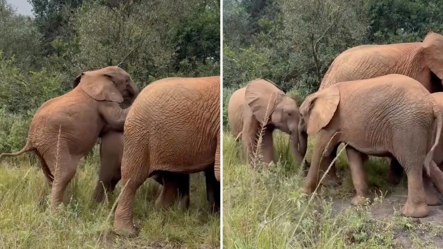 Young elephants play-fighting near an older bull.