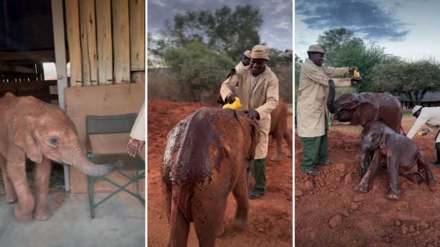 Three images show baby elephants being cared for by handlers, including bathing.
