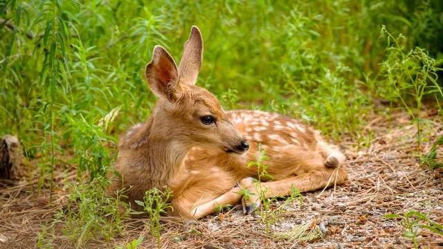 A fawn resting on the ground.