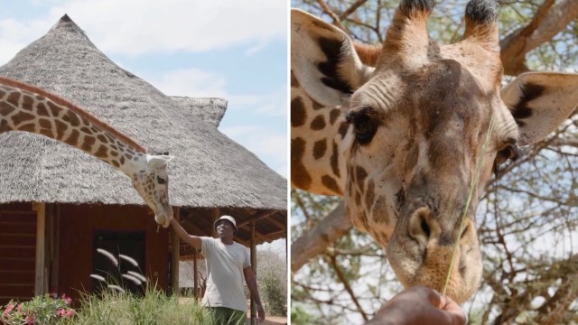 A person feeding a giraffe outside a thatched-roof building in a natural setting.