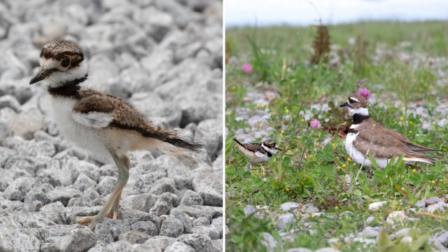 A killdeer chick and an adult killdeer.