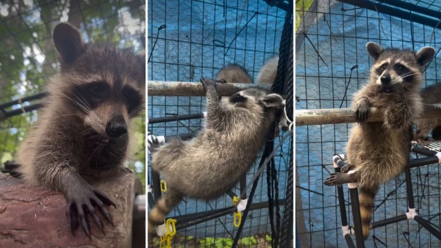 A raccoon sucking its paw.
