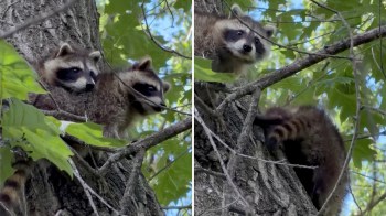 Two raccoons peek out from the branches of a tree surrounded by green leaves.